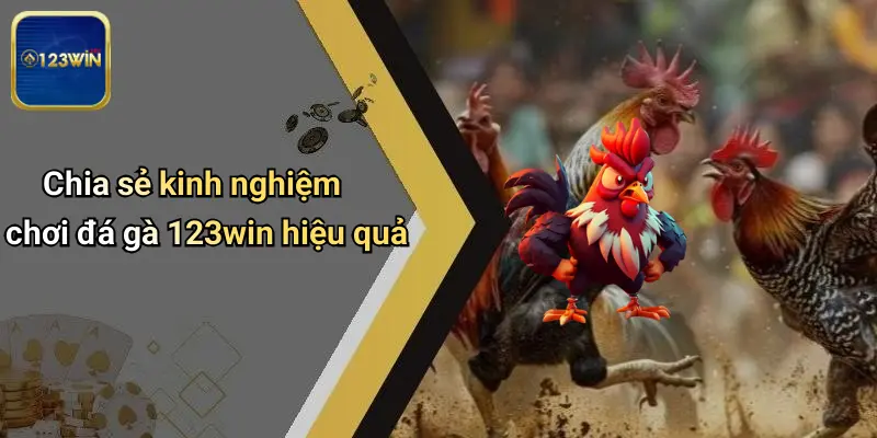 Chia sẻ kinh nghiệm chơi đá gà 123win hiệu quả