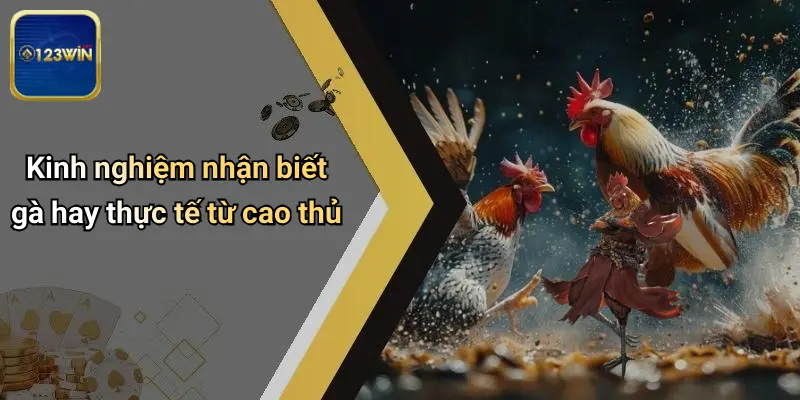 Kinh nghiệm nhận biết gà hay thực tế từ cao thủ