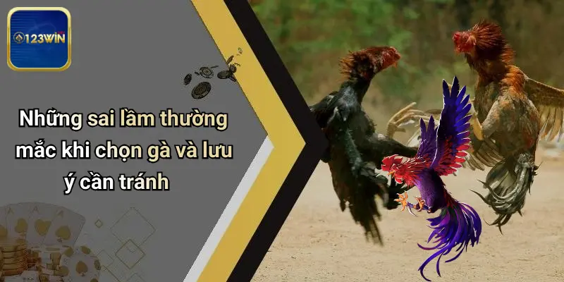 Những sai lầm thường mắc khi chọn gà và lưu ý cần tránh