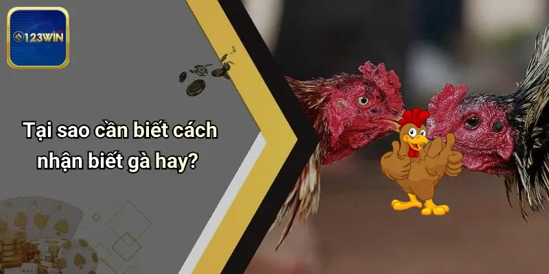 Tại sao cần biết cách nhận biết gà hay?